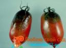 Чем брызгать помидоры от болезней народными средствами Помидоры томаты защита от болезней