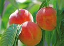 Обзор и описание лучших видов и сортов персика Сорт персика кардинал описание