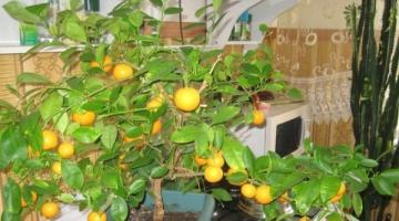 Как сажать мандариновое дерево дома