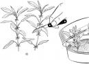 Рододендрон – виды, размножение, выращивание на садовом участке